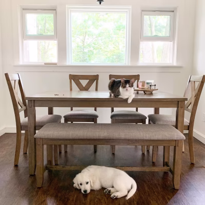 product-gallery_picture_dining-room-with-dog-and-cat_1x1