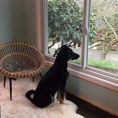 product-gallery_sliding_dog-in-living-room_1x1